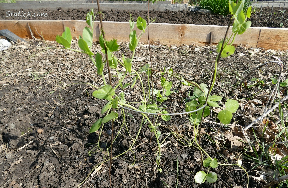 small Snap Pea vines on a tomato cage