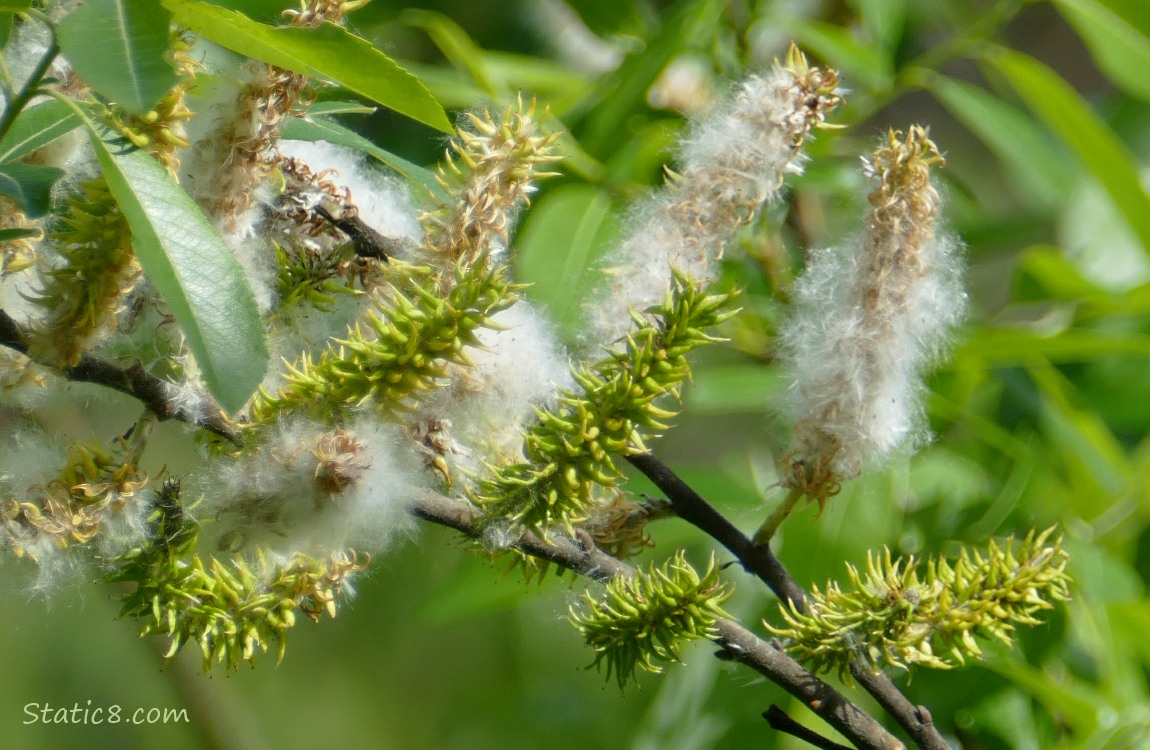 Willow catkins going to seed