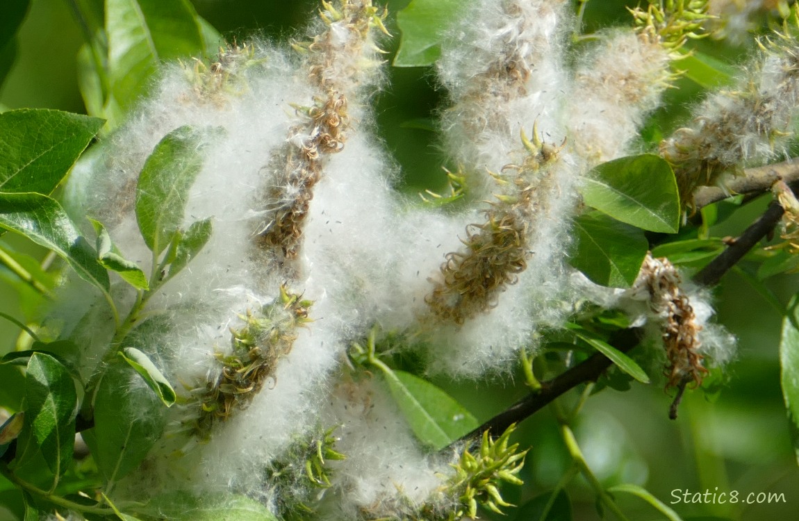 Willow catkins going to seed