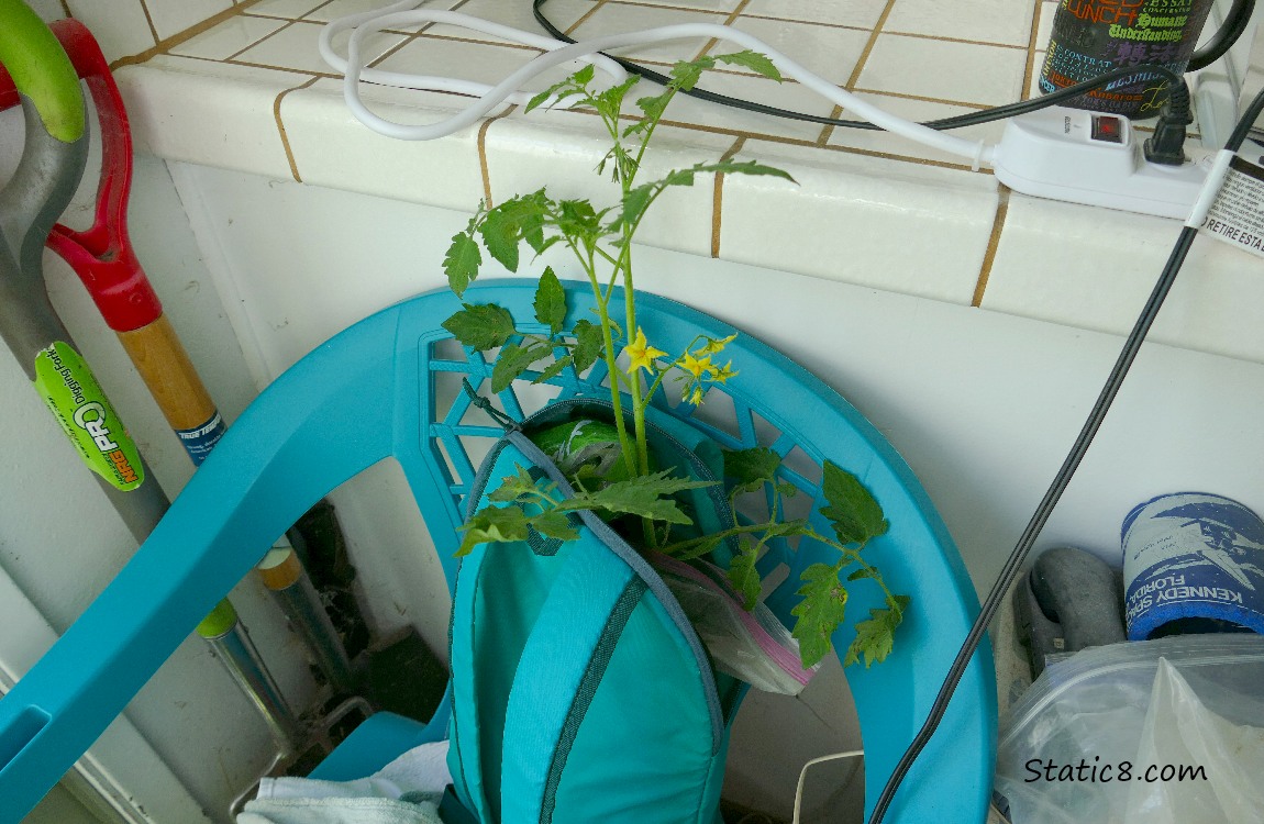 Tomatoe plant sticking up out of a backpack, leaning on a resin chair