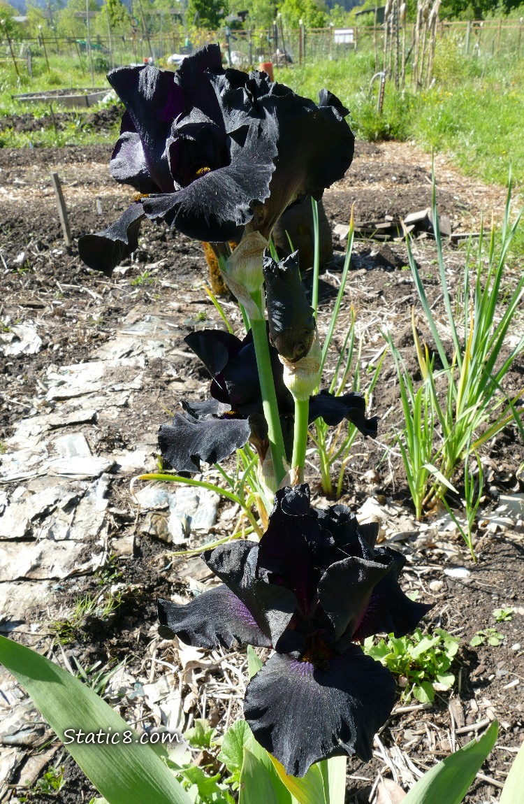 Black iris blooms