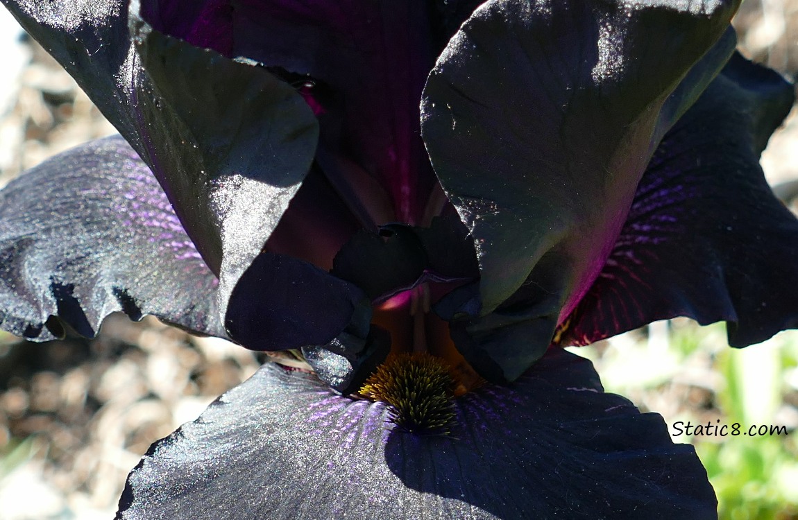 Close up of a black iris