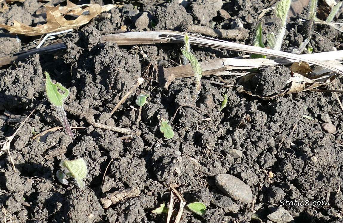 small comfrey leaves poking up out of the dirt