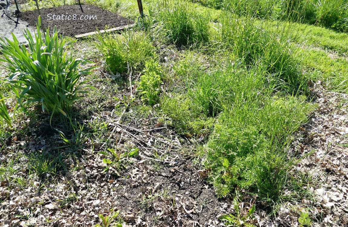 Garden plot