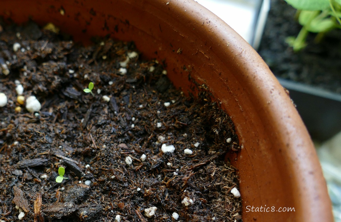 Tiny seedlings in a clay pot of dirt