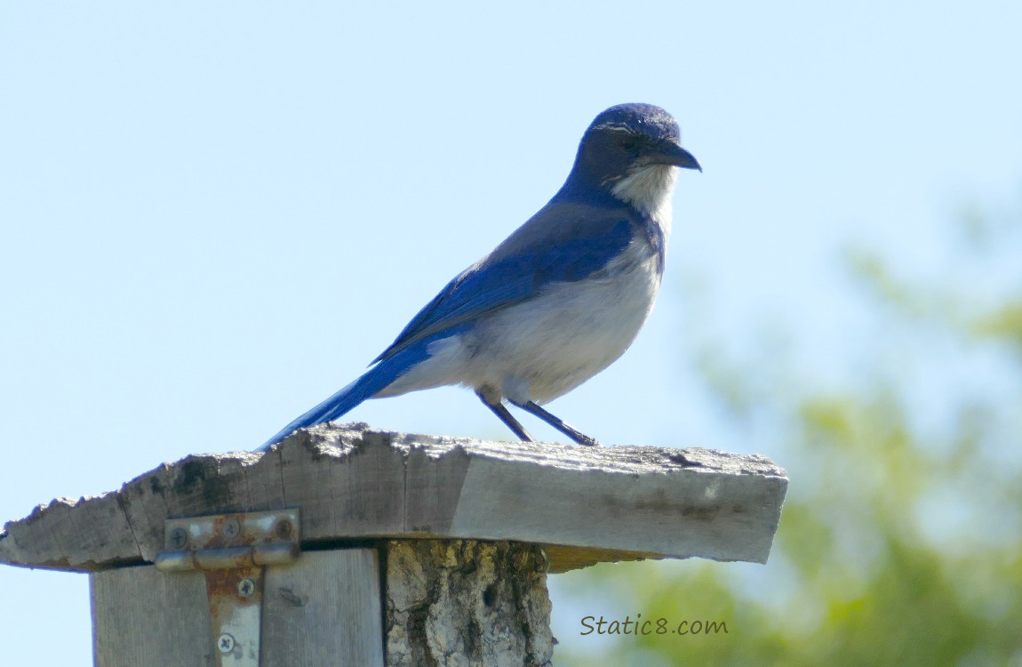 Scrub Jay standing on a wood nest box