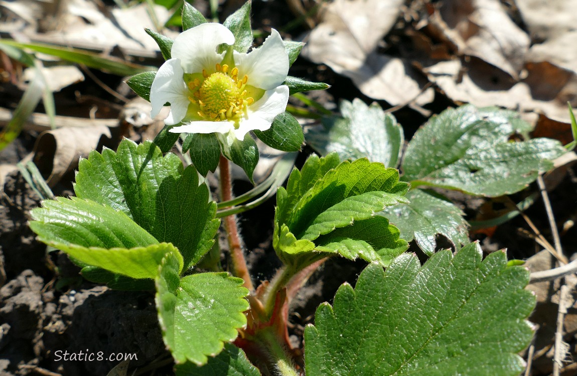 Strawberry bloom on a plant