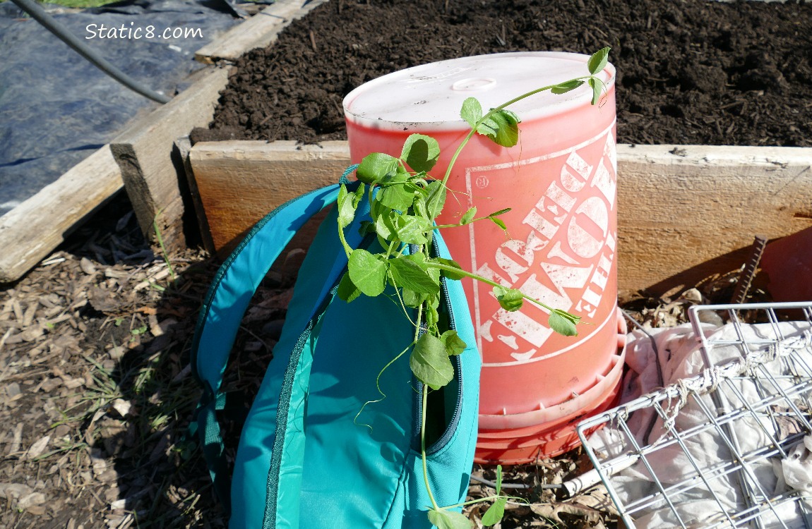 Pea plants poking out of a green backpack