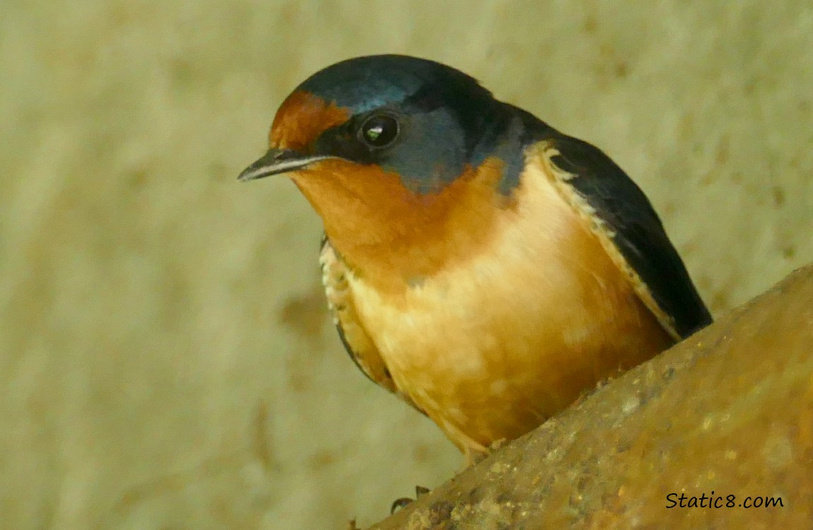 Barn Swallow looks down