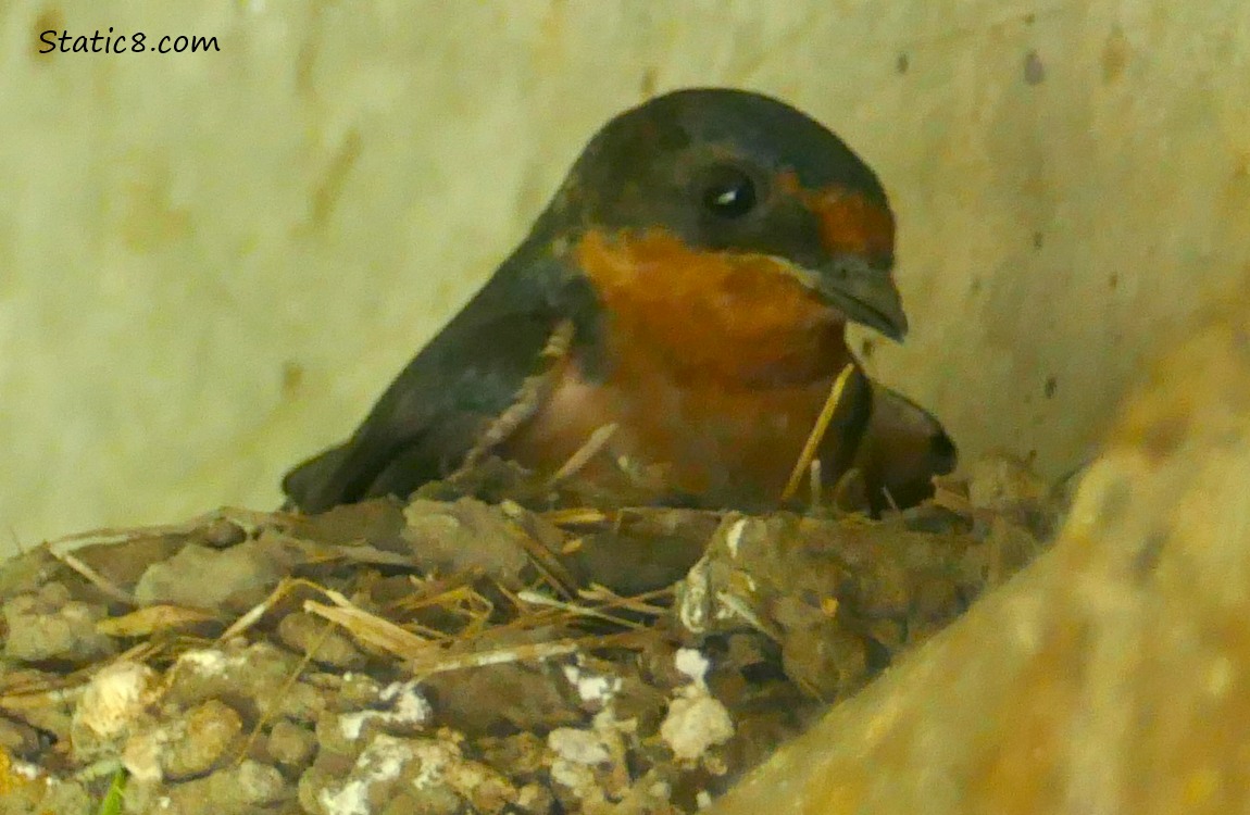 Barn Swallow looks down from the nest