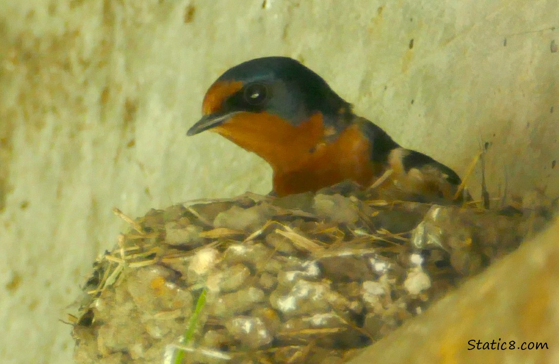 Barn Swallow looking down from inside the nest