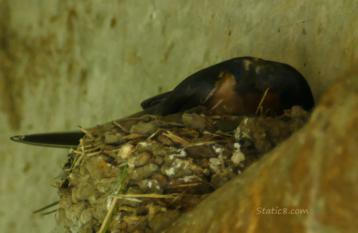 Barn Swallow crouched down in the nest, making repairs