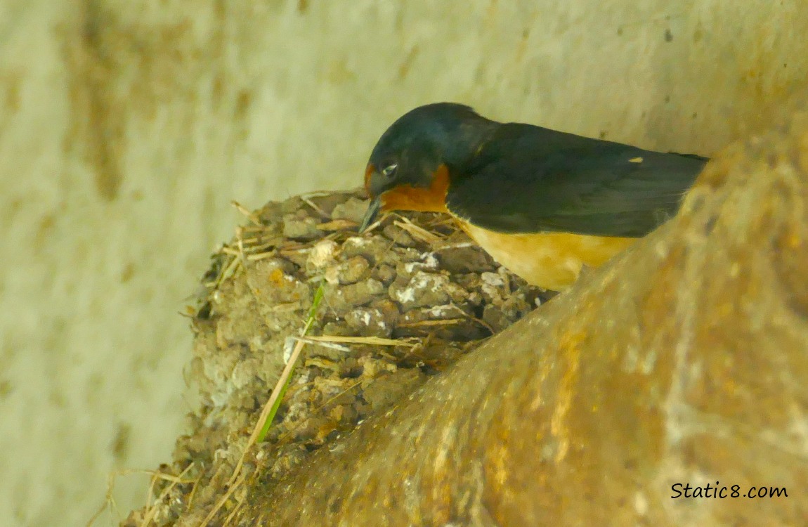 Barn Swallow standing on a pipe, next to a nest