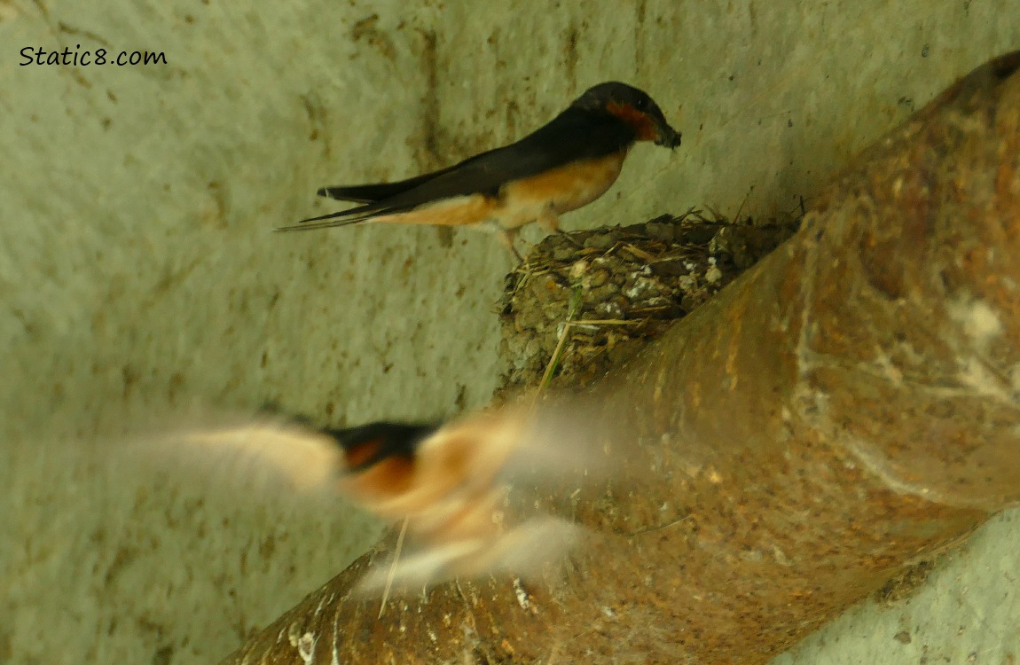 Barn Swallow flying away from nest, while other Barn Swallow brings a beak full of mud!