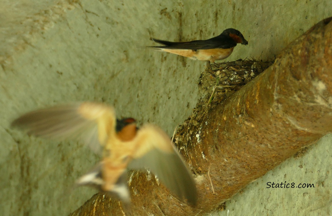 Barn Swallow flying away from nest, while other Barn Swallow brings a beak full of mud!