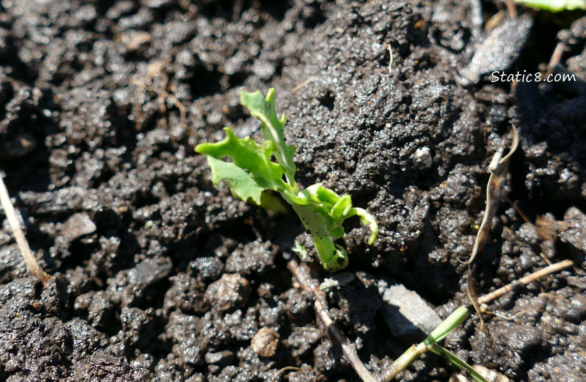 Snap Pea seedling growing out of the dirt