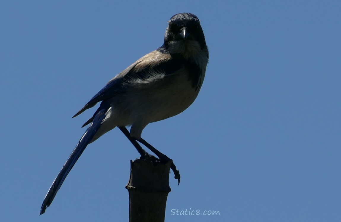 Silhouette of a Scrub Jay standing on a post in the sun