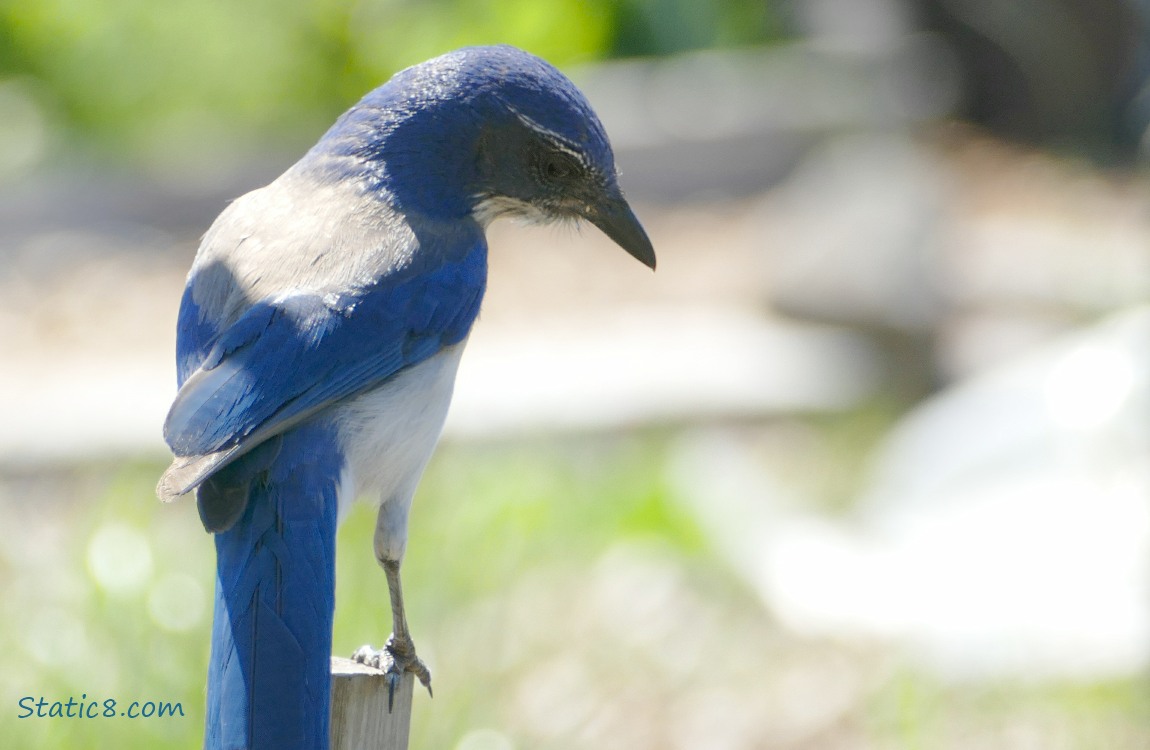 Scrub Jay standing on a post, looking at the ground