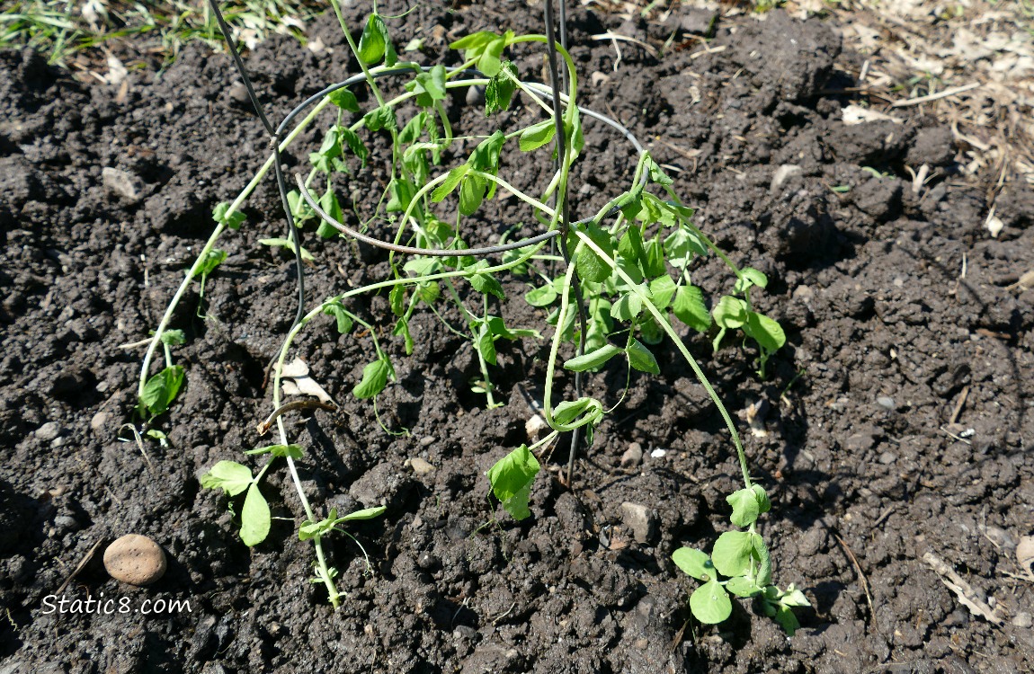 Snap peas planted in the garden