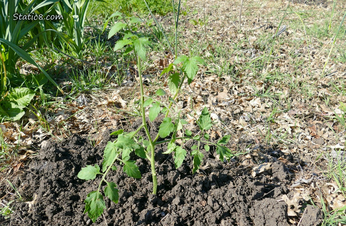 Tomato plant in the garden