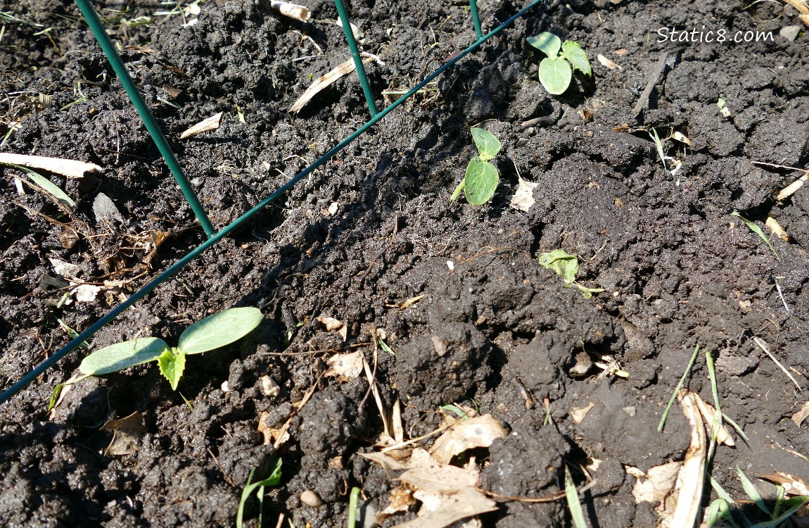 Small Cucumber plants in the garden