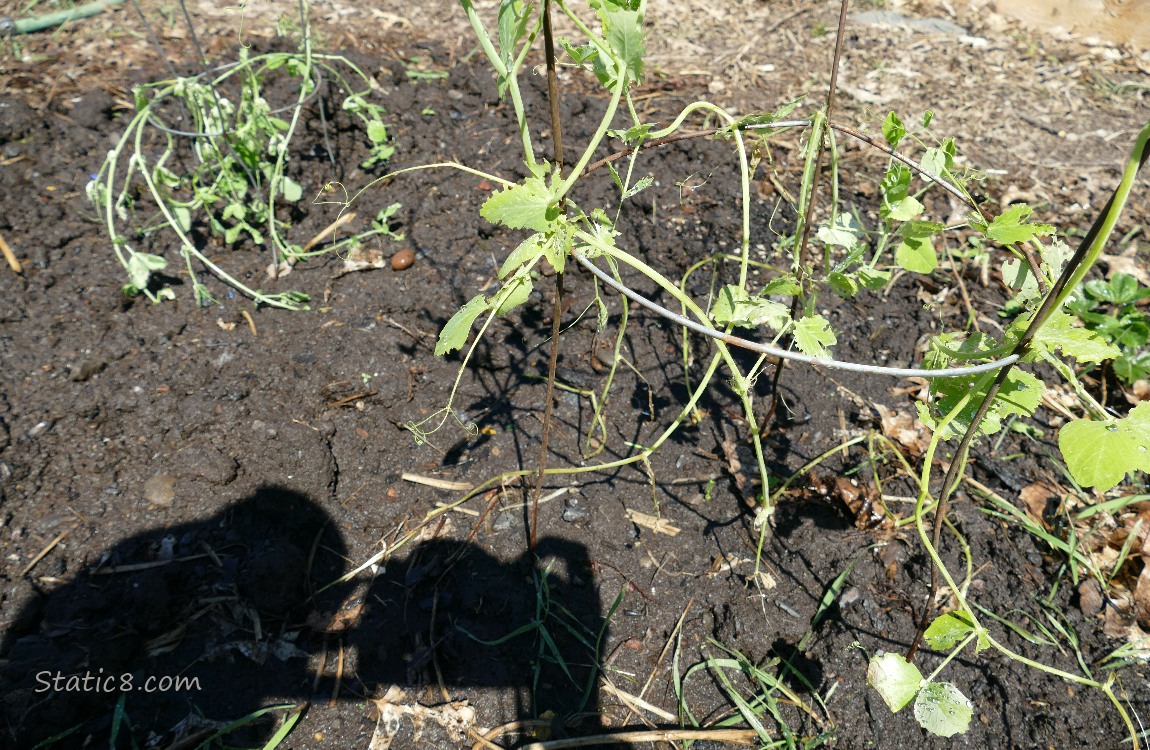 Snap Peas at the garden