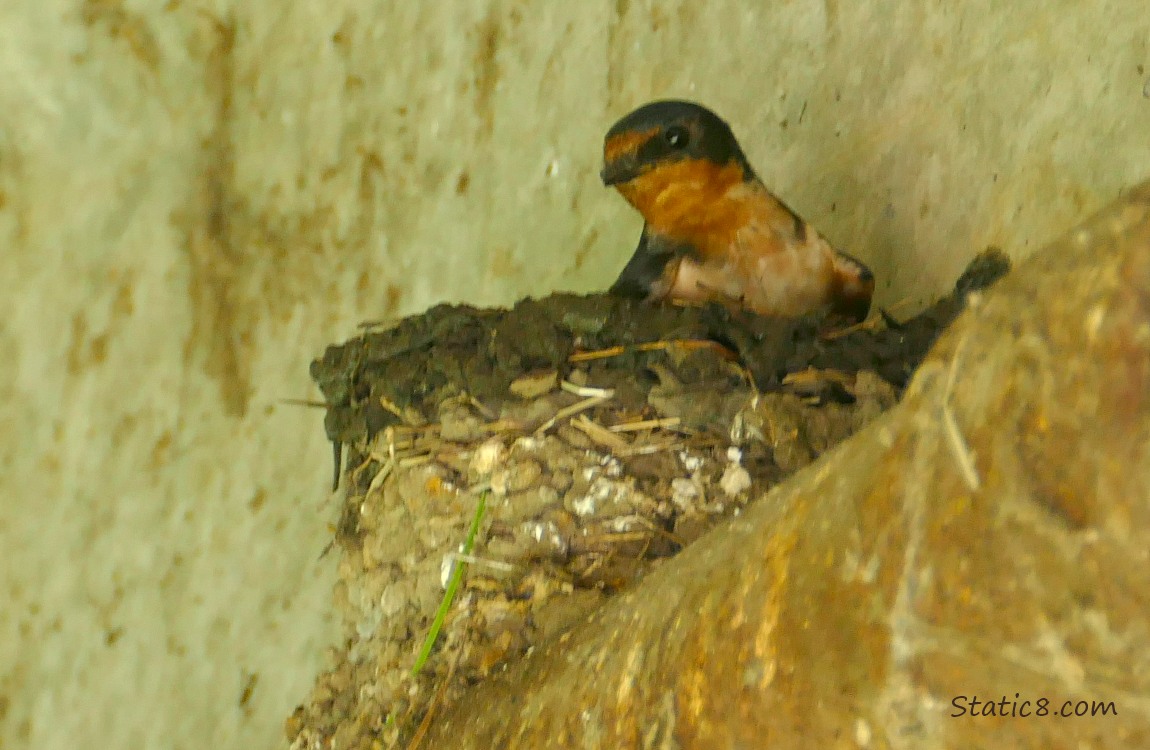 Barn Swallow standing in the nest she is working on