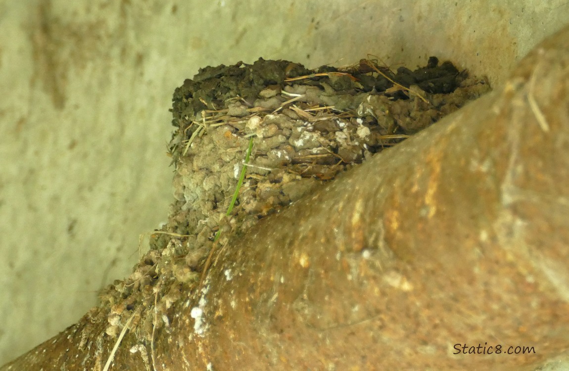 Barn Swallow nest with new mud at the top of it