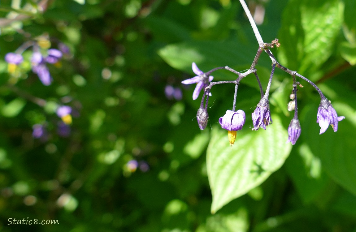 Bittersweet Nightshade blooms