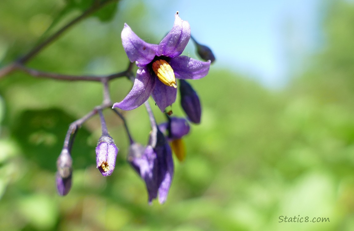 Close up of Bittersweet Nightshade blooms