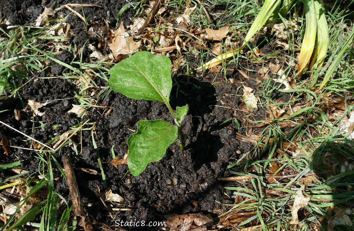 Eggplant planted in the garden