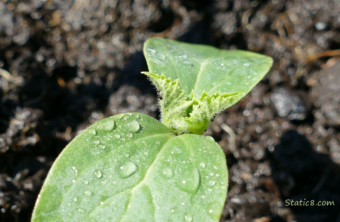 baby cucumber plant