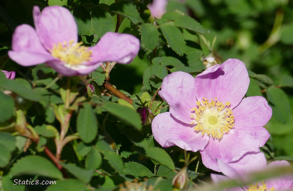 Pink rose blooms