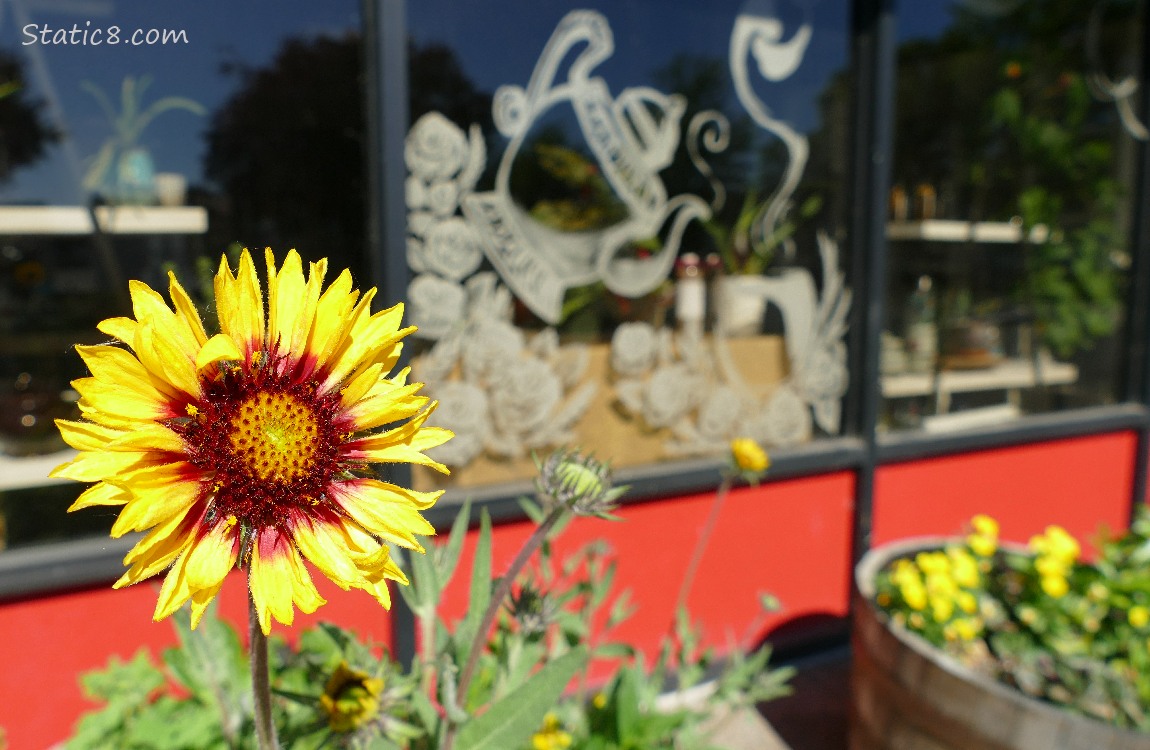 Flowers in front of a tea shop