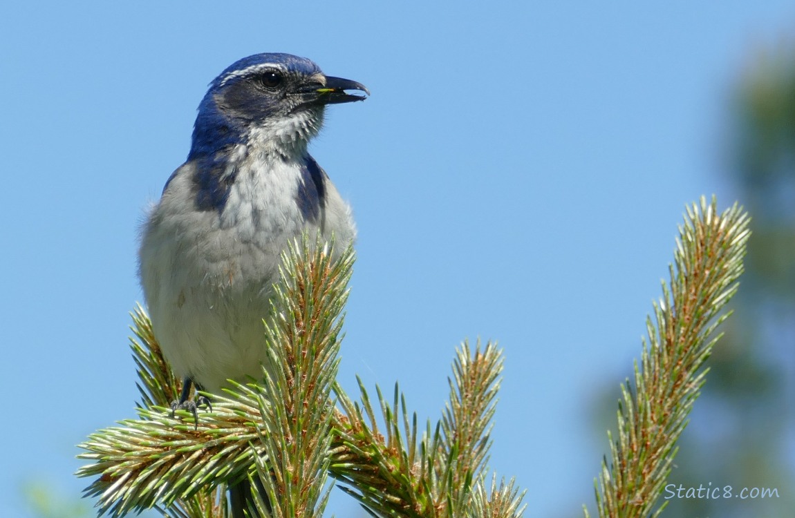 Scrub Jay standing on the top of a fir branch