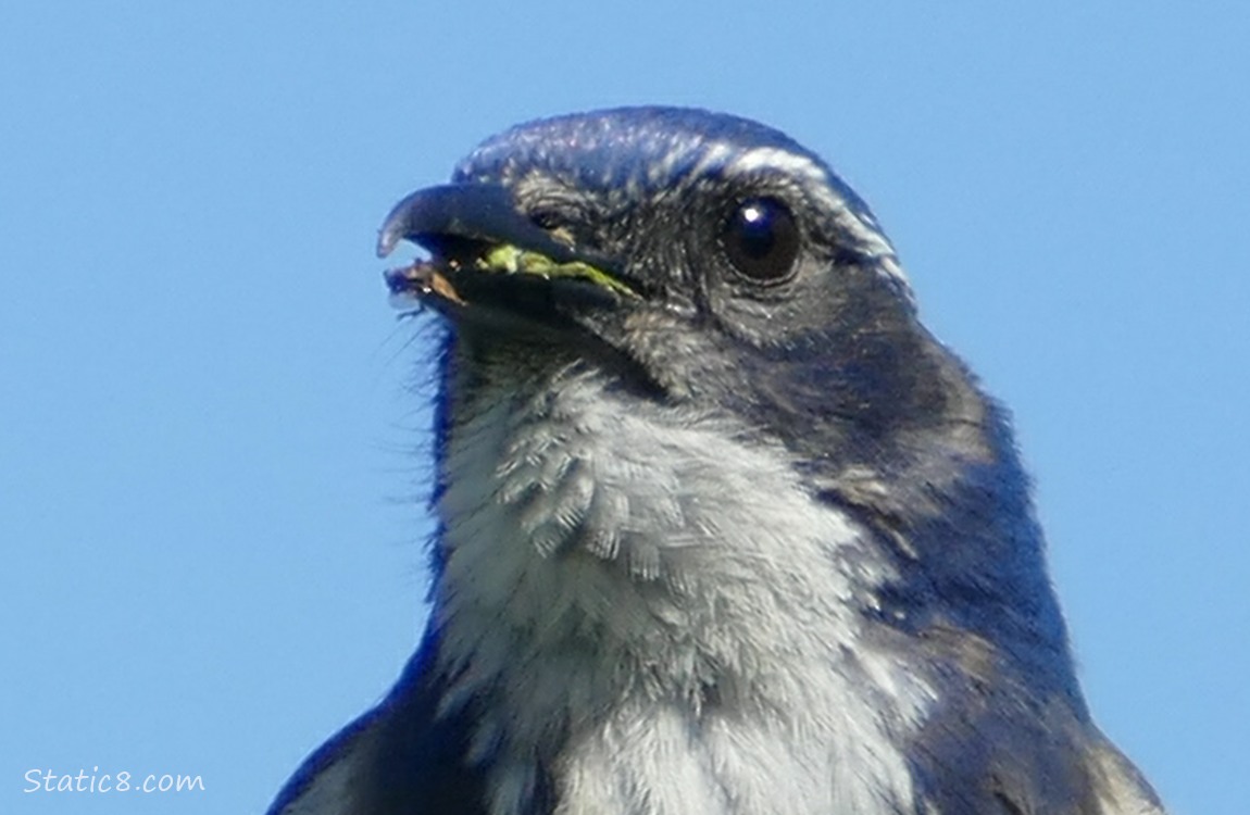 Close up of a Scrub Jay, with a bugs green legs in their beak