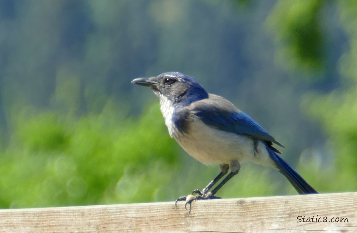 Scrub Jay standing on a wood fence