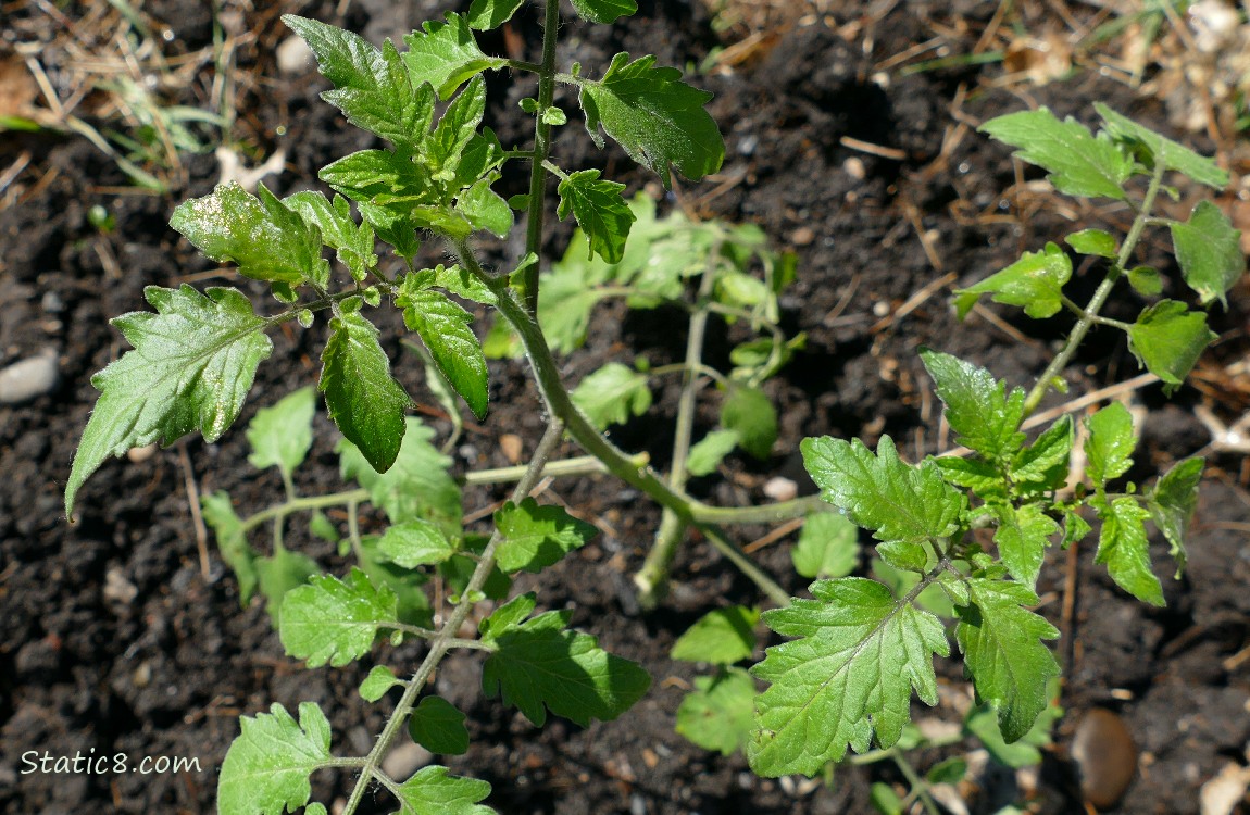 small tomato plant in the garden