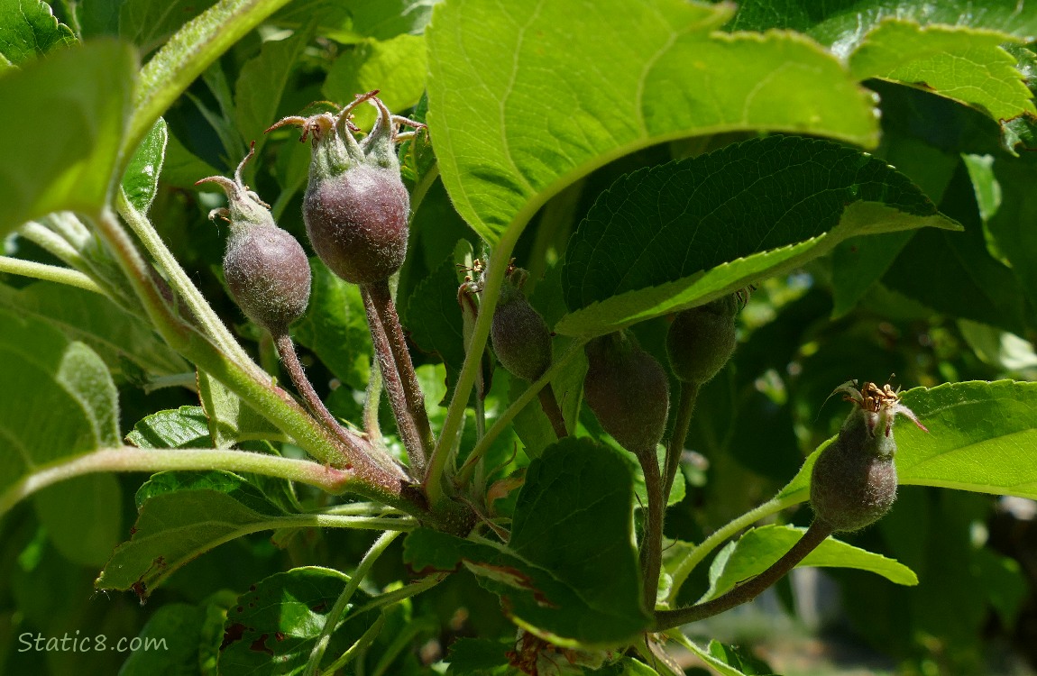 Immature apples growing on a tree