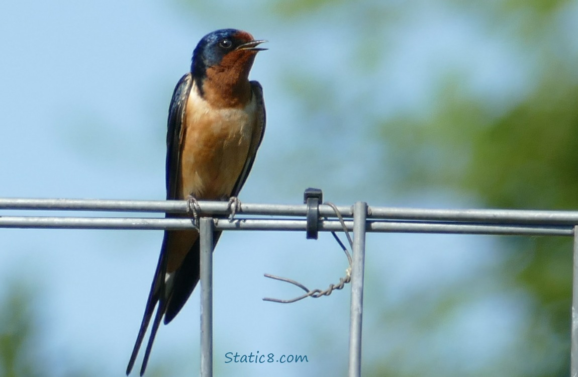 Barn Swallow standing on a wire trellis