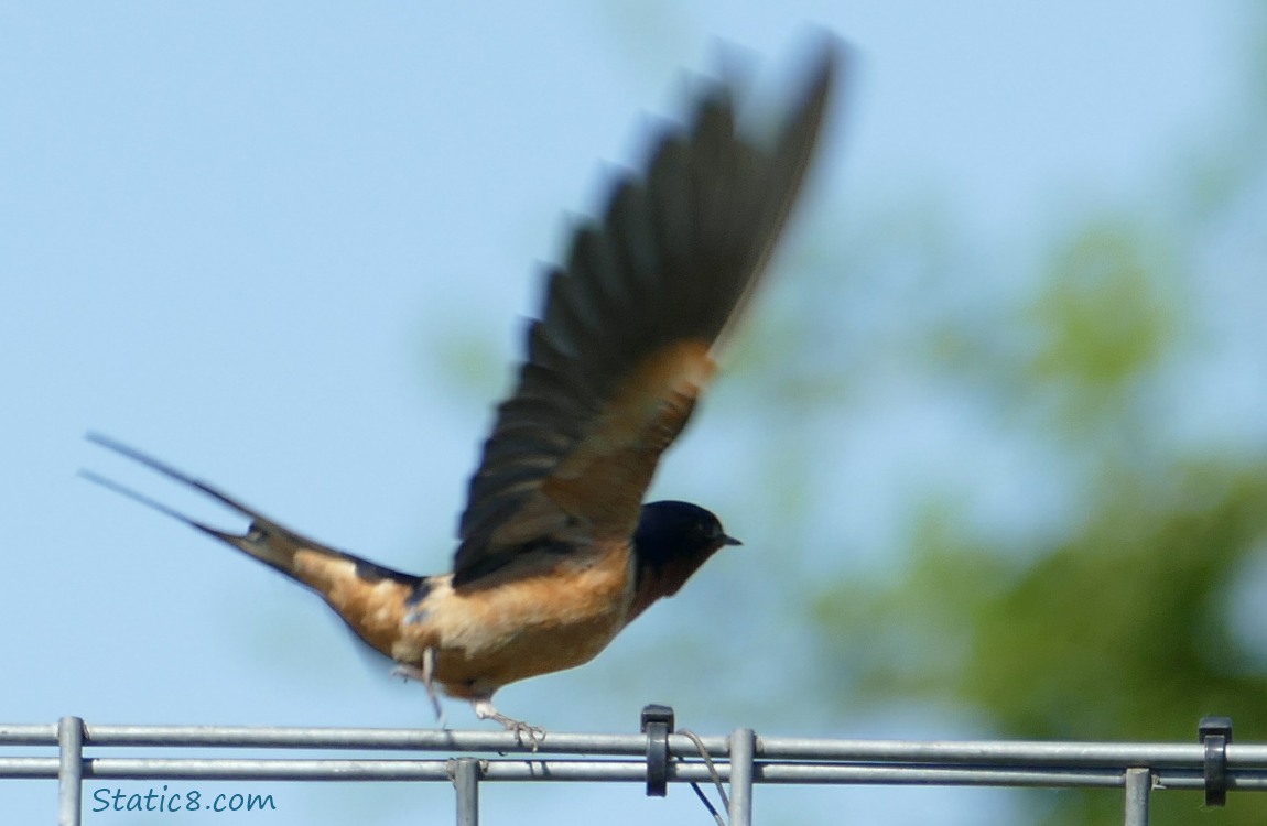 Barn Swallow flying away from a wire trellis