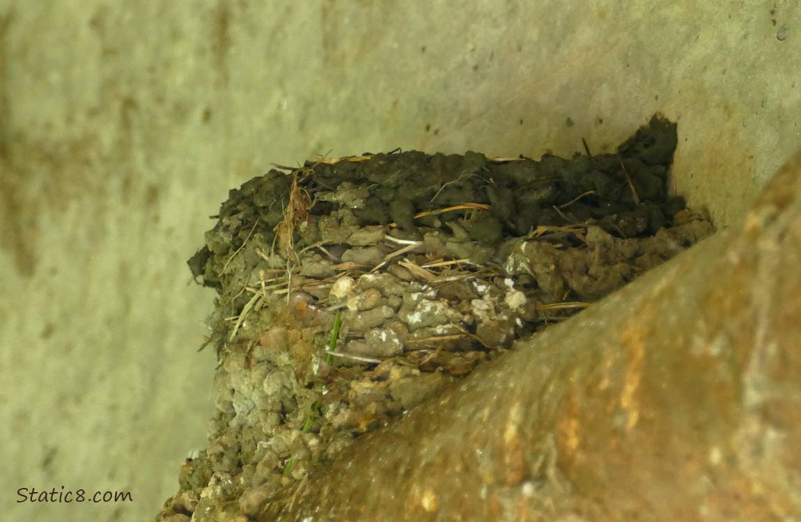 Barn Swallow nest with new addition