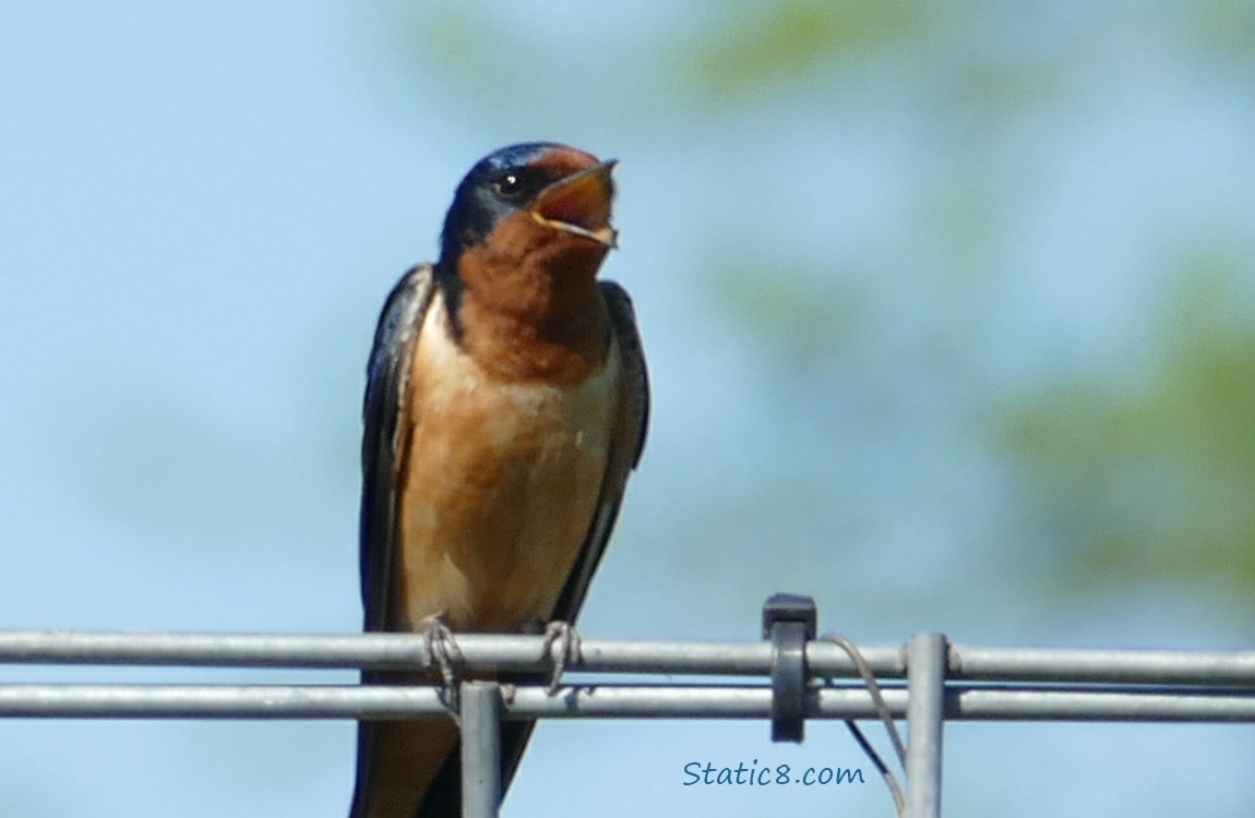 Barn Swallow singing from a wire trellis