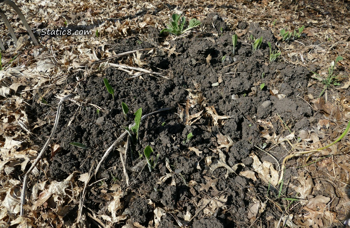 Comfrey leaves coming up in the garden