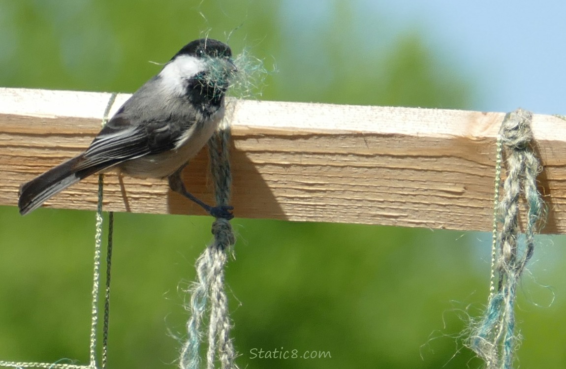 Chickadee with fuzzy fibers in her beak, standing on a wood and twine trellis