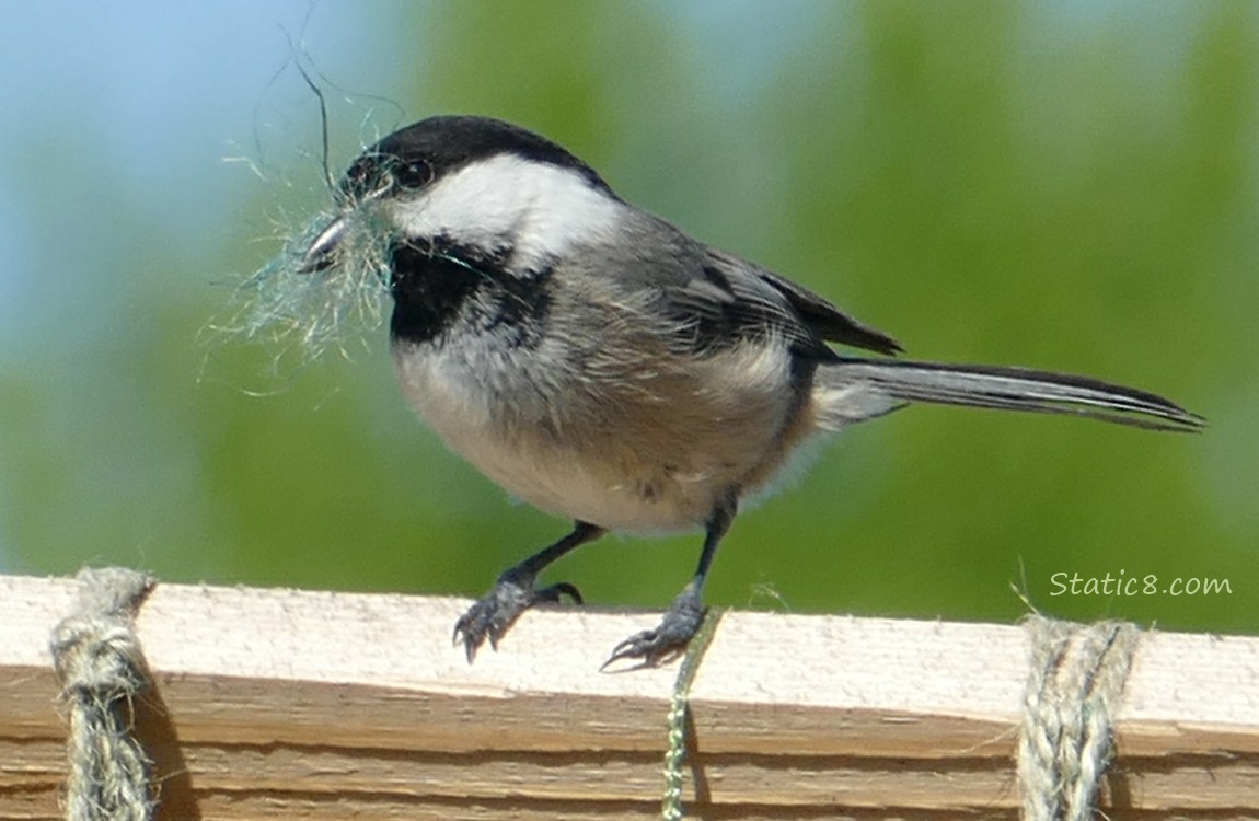 Chickadee standing on a wood trellis with twine in her beak