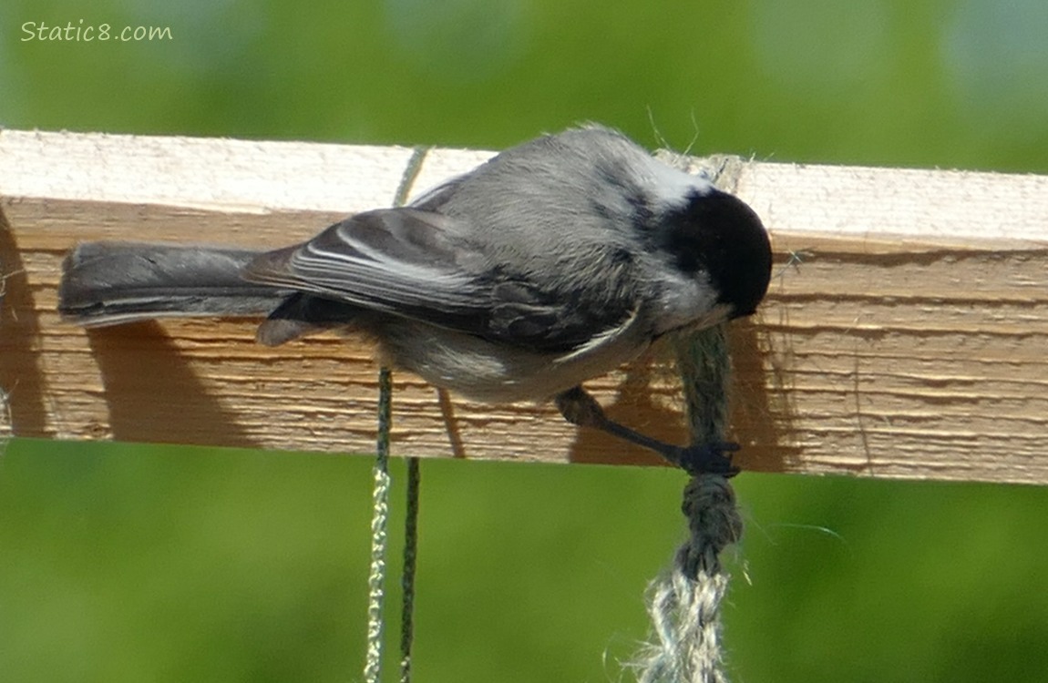 Chickadee working on some twine