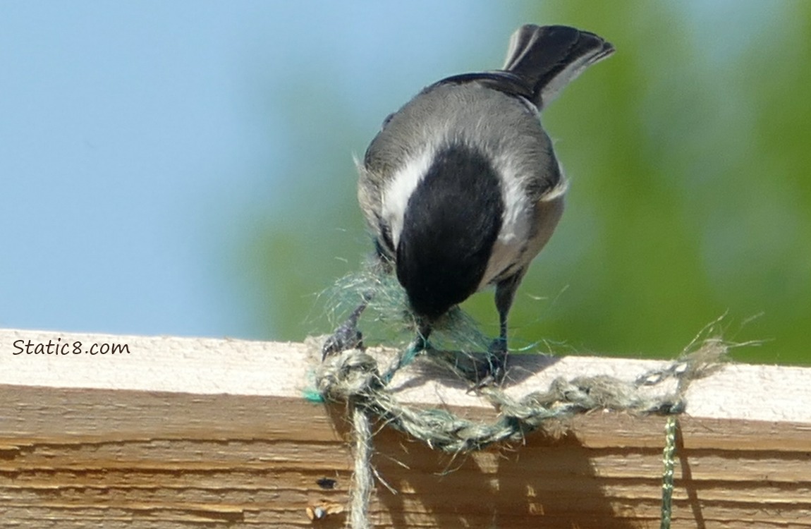 Chickadee working on some twine