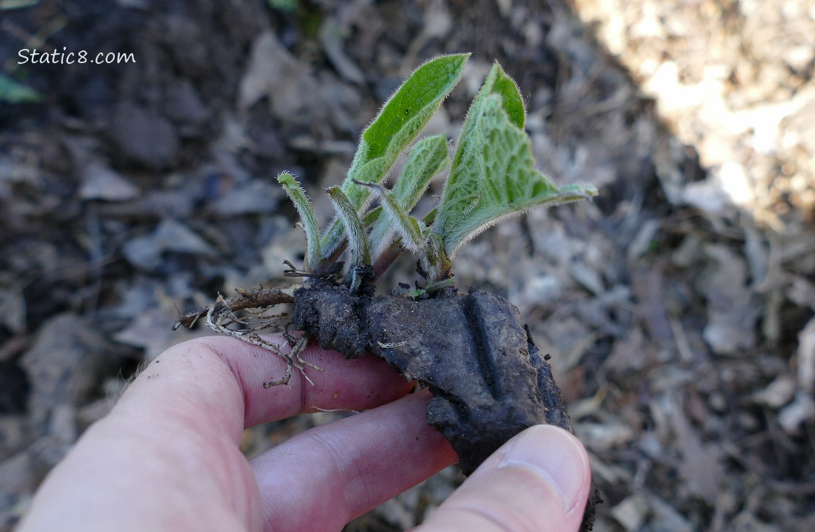 holding a comfrey root with a small leaf coming out of it