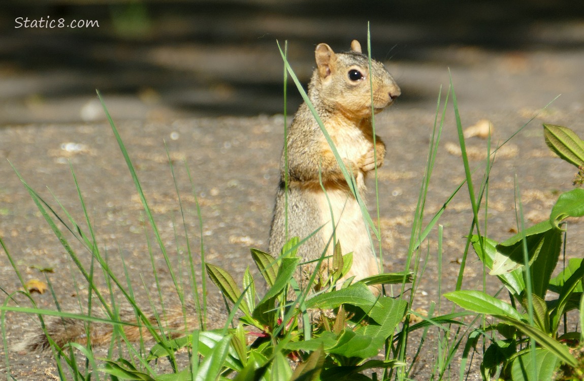 squirrel standing on the sidewalk